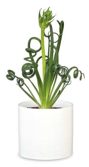 Кашпо для квітів Scheurich Inspiration 22х23 см, біле, керамічне (4002477536576) фото 2