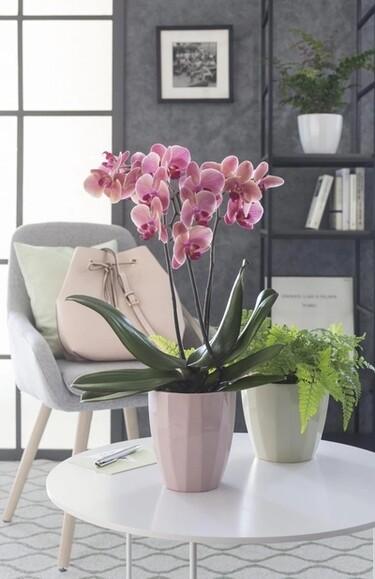 Кашпо для орхідей Scheurich Elegance 13х14 см, сіре (4002477623085) фото 2