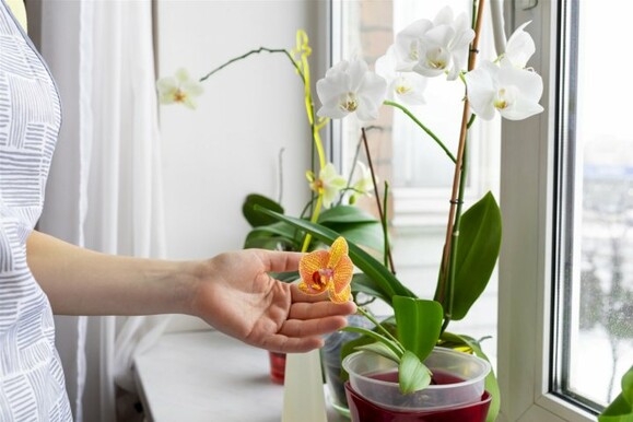 Спрей для орхидей Compo 0.25 л (4020) изображение 3