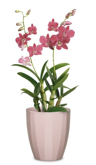 Кашпо для орхідей Scheurich Elegance 14.1х12.7 см, ніжно-рожеве (4002477623153) фото 3