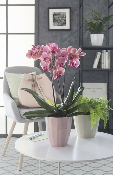 Кашпо для орхидей Scheurich Elegance 14.1х12.7 см, нежно-рожевое (4002477623153) изображение 4