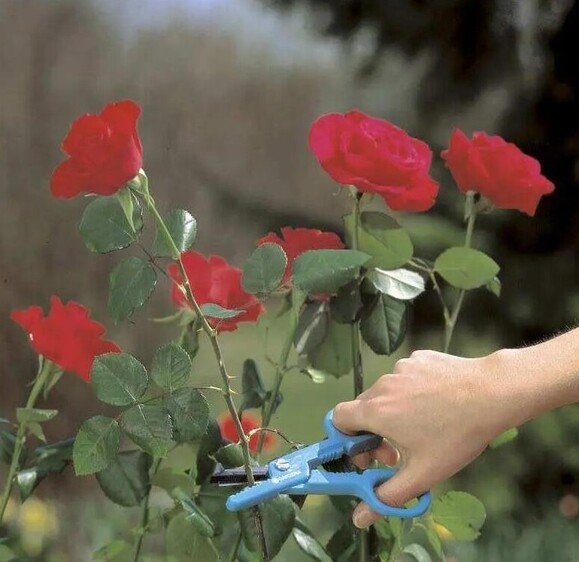 Ножницы для троянд GARDENA (00359-20.000.00) изображение 2
