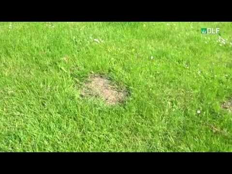 How to overseed your lawn with Turfline